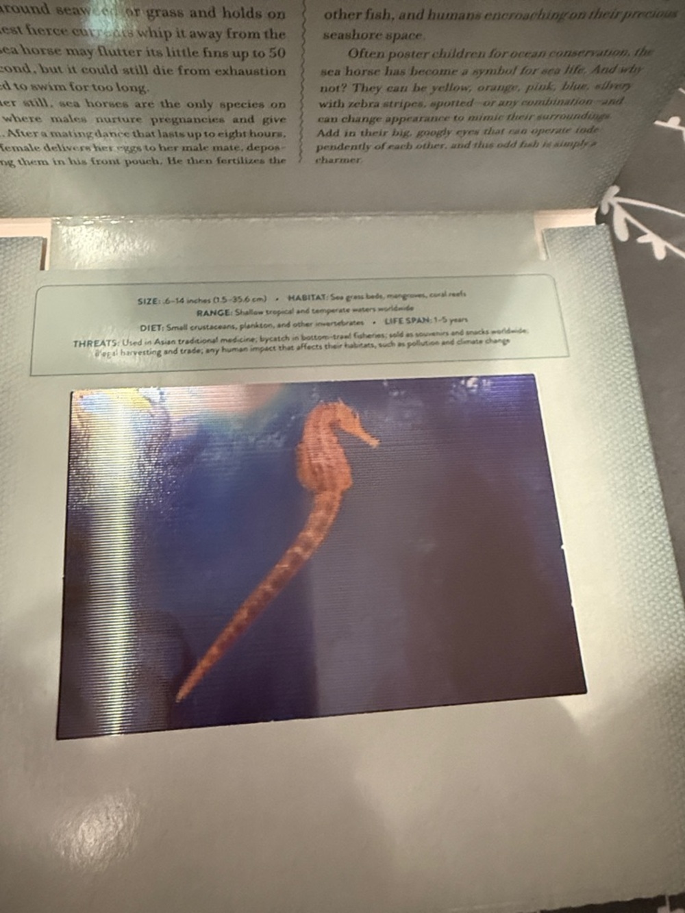 Ocean Photicular Book — Blue and Teal Hardcover - Picture 2 of 9